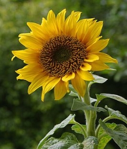 http://upload.wikimedia.org/wikipedia/commons/thumb/a/a9/A_sunflower.jpg/265px-A_sunflower.jpg
